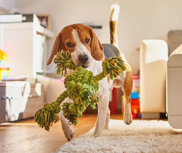 Köpeğiniz için Evinizi Hazırlayın