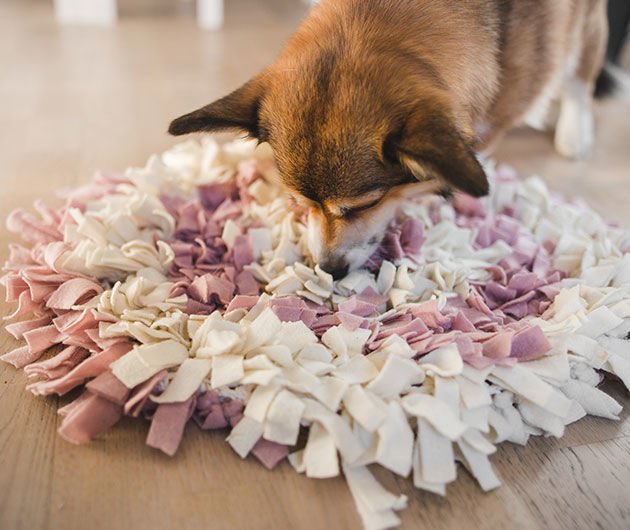 Köpek Koku Matları