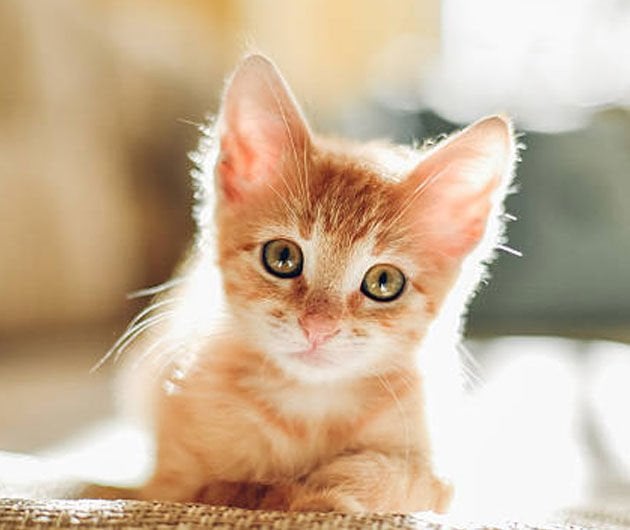 Kedi ile Yaşamaya Başlamak