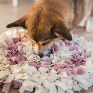 Köpek Koklama Matı Köpek Koku Matı Köpek Eğitim Matı