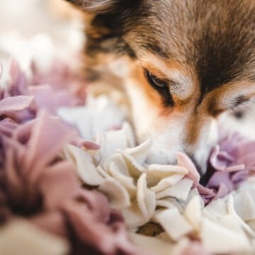 Köpek Koklama Matı Köpek Koku Matı Köpek Eğitim Matı