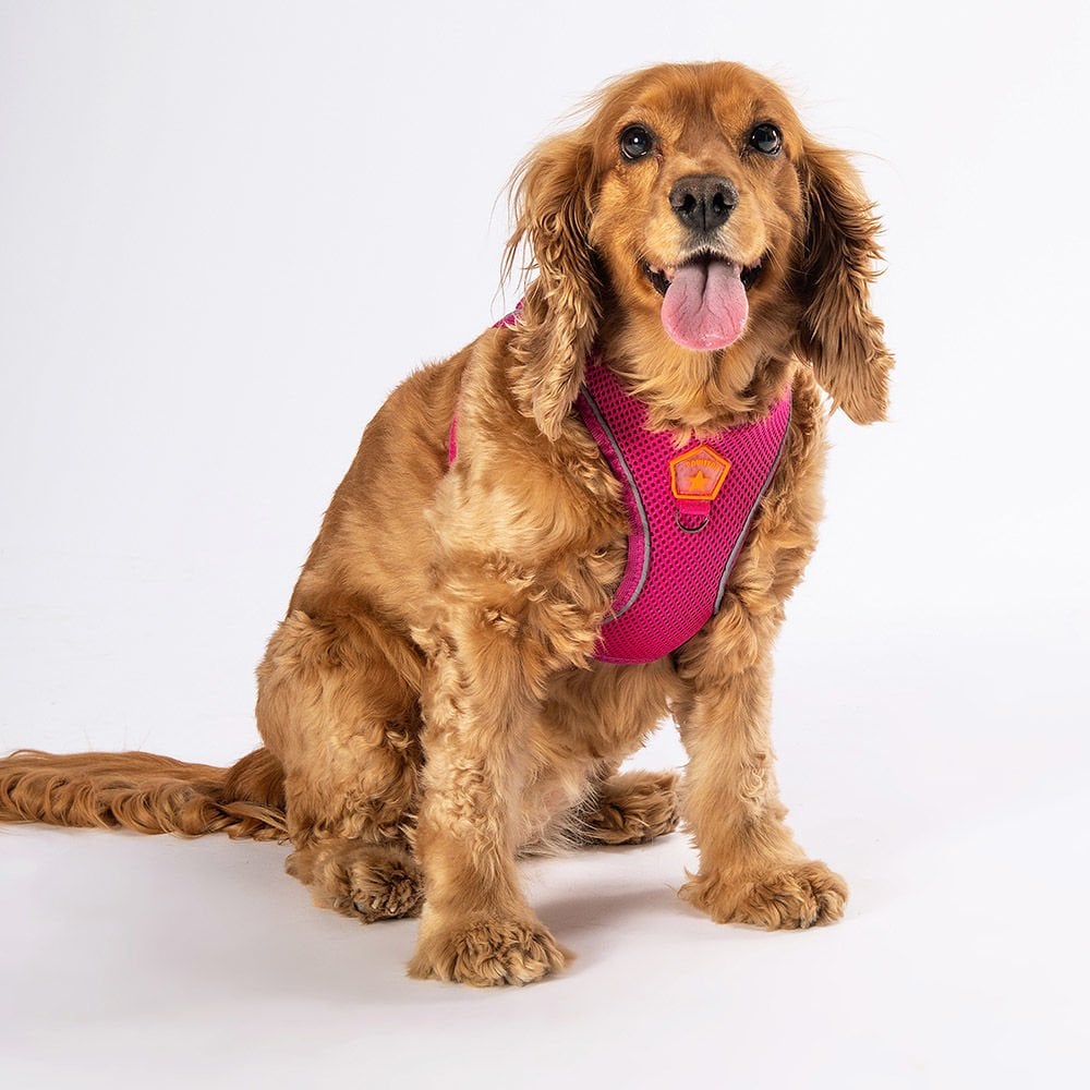 Köpek Göğüs Tasması Air-Mesh Köpek Göğüs Tasması Fuşya