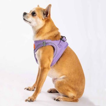 Köpek Göğüs Tasması Air-Mesh Köpek Göğüs Tasması Lila