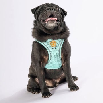 Köpek Göğüs Tasması Air-Mesh Köpek Göğüs Tasması Mint