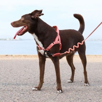 Köpek Tasması Canyon Softer Walk Göğüs Tasması