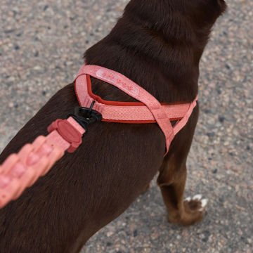 Köpek Tasması Canyon Softer Walk Göğüs Tasması